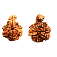 Savar Naag 6 Mukhi Rudraksha Nepal-24mm