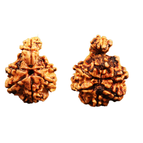 Savar Naag 6 Mukhi Rudraksha Nepal-24mm