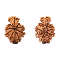 Savar Naag Rudraksha Nepal -25mm