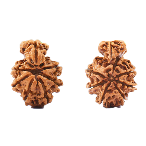 Savar Naag Rudraksha Nepal -25mm