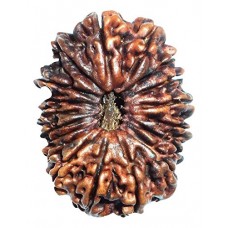 18 Mukhi Rudraksha from Nepal - Medium (28mm)