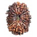 18 Mukhi Rudraksha from Nepal - Medium (28mm)