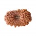 19 Mukhi Rudraksha from Nepal - Small (28mm-30mm)