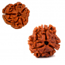 3 Mukhi Rudraksha from Nepal  - Large 20mm