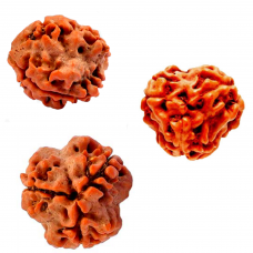 3 Mukhi Rudraksha from Nepal - Medium - 18mm