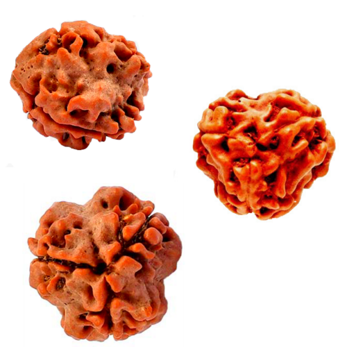 3 Mukhi Rudraksha from Nepal - Medium - 18mm