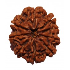 9 Mukhi Rudraksha from Nepal - Large (27mm)