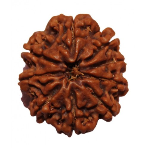 9 Mukhi Rudraksha from Nepal - Small (22mm)