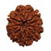 9 Mukhi Rudraksha from Nepal - Large (27mm)