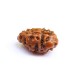 1 Mukhi Rudraksha from Indonesia/Java - Large