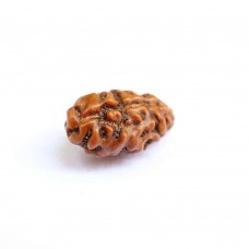 1 Mukhi Rudraksha from Indonesia/Java -  Small 7mm