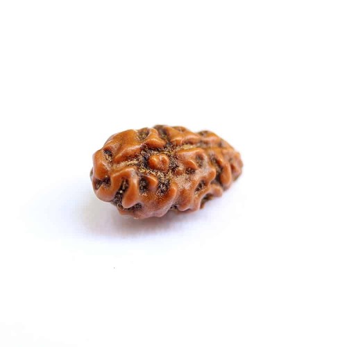 1 Mukhi Rudraksha from Indonesia/Java - Medium 11mm