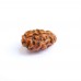 1 Mukhi Rudraksha from Indonesia/Java - Medium 11mm