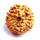 10 Mukhi Java Rudraksha