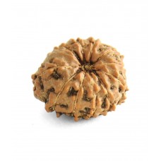 11 Mukhi Rudraksha from Indonesia/Java - Medium 14mm