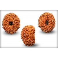 12 Mukhi Rudraksha