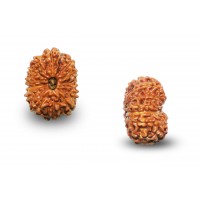 13 Mukhi Rudraksha