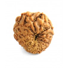 13 Mukhi Rudraksha from Indonesia/Java - Medium (17mm-18mm)