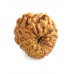 13 Mukhi Rudraksha from Indonesia/Java - Large (19mm-20mm)