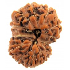 14 Mukhi Rudraksha from Indonesia/Java - Medium (19mm)