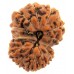 14 Mukhi Rudraksha from Indonesia/Java - Medium (19mm)