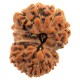 14 Mukhi Java Rudraksha