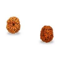 15 Mukhi Rudraksha