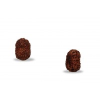 17 Mukhi Rudraksha