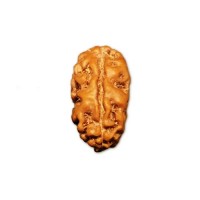 2 Mukhi Rudraksha