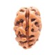 2 Mukhi Rudraksha from Indonesia/Java - Medium 12mm