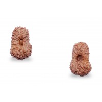 20 Mukhi Rudraksha