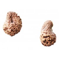 21 Mukhi Rudraksha