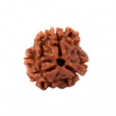 3 Mukhi Rudraksha from Nepal - Small 15mm