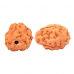 3 Mukhi Rudraksha from Indonesia/Java - Small 10mm