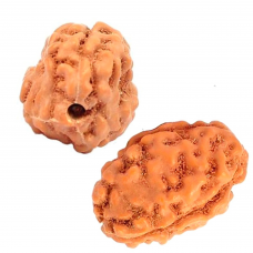 3 Mukhi Rudraksha from Indonesia/Java - Medium - 12mm