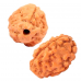 3 Mukhi Rudraksha from Indonesia/Java  - Large 15mm