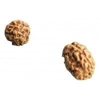3 Mukhi Rudraksha