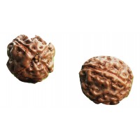4 Mukhi Rudraksha