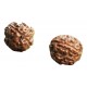 4 Mukhi Java Rudraksha