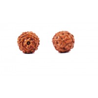 6 Mukhi Rudraksha