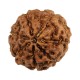 7 Mukhi Java Rudraksha