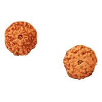 8 Mukhi Rudraksha