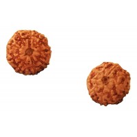 9 Mukhi Rudraksha