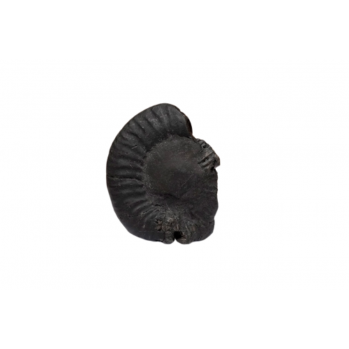 Tirupati Balaji Shaligram Murti - xxvii