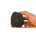 Kubera Shaligram Murti