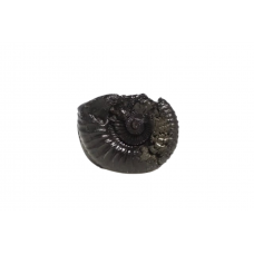 Matsya Shaligram Murti - iii