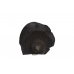 Krishna Shaligram Murti - i