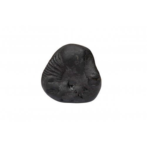 Tirupati Balaji Shaligram Murti - xxi