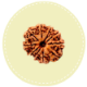 10 Mukhi Nepal Rudraksha