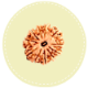 11 Mukhi Nepal Rudraksha